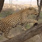 Male leopard