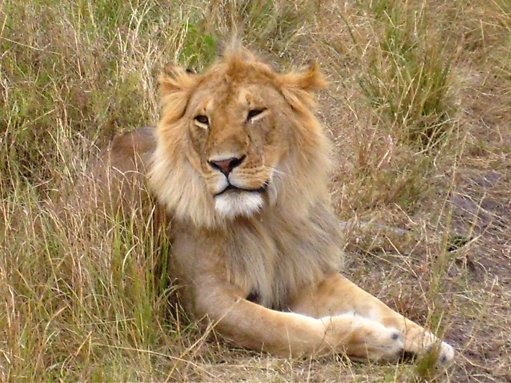 Male Lion