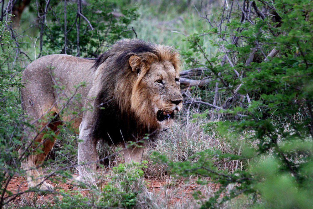 Male Lion