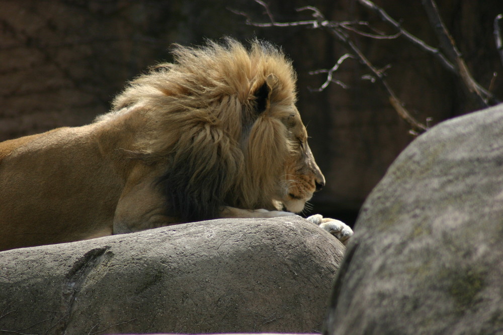 Male Lion