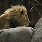 Male Lion