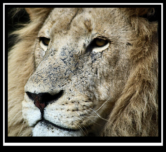 Male Lion