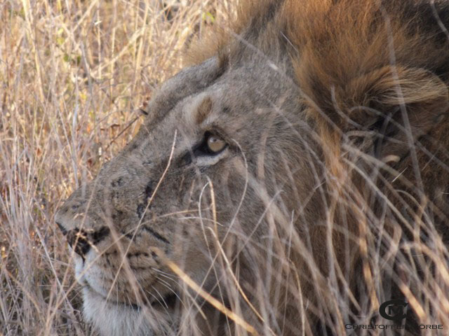 Male Lion