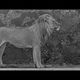  male lion - krugerpark sa 