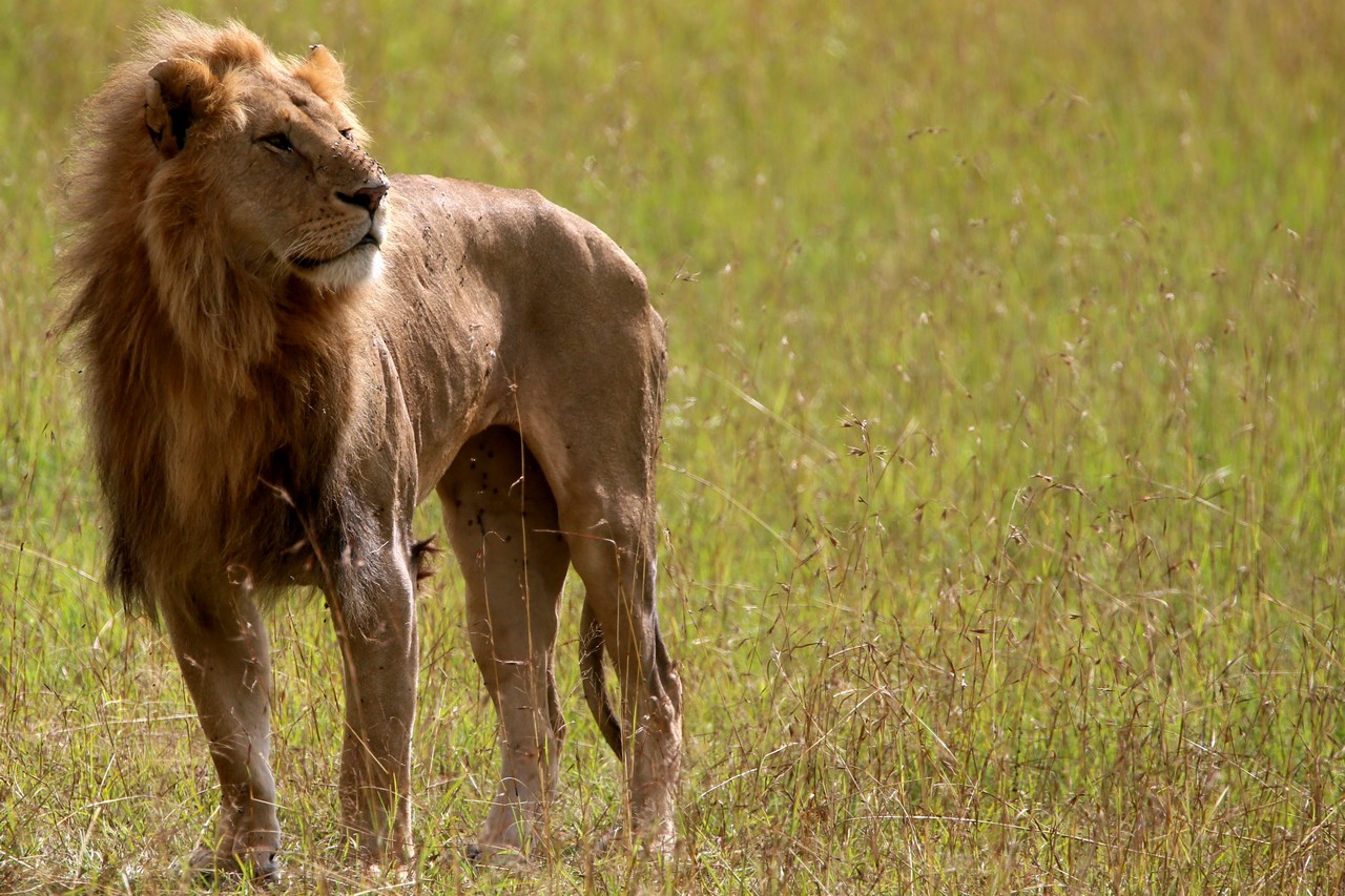 Male lion - Masai Mara - Kenya