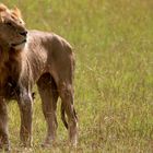 Male lion - Masai Mara - Kenya