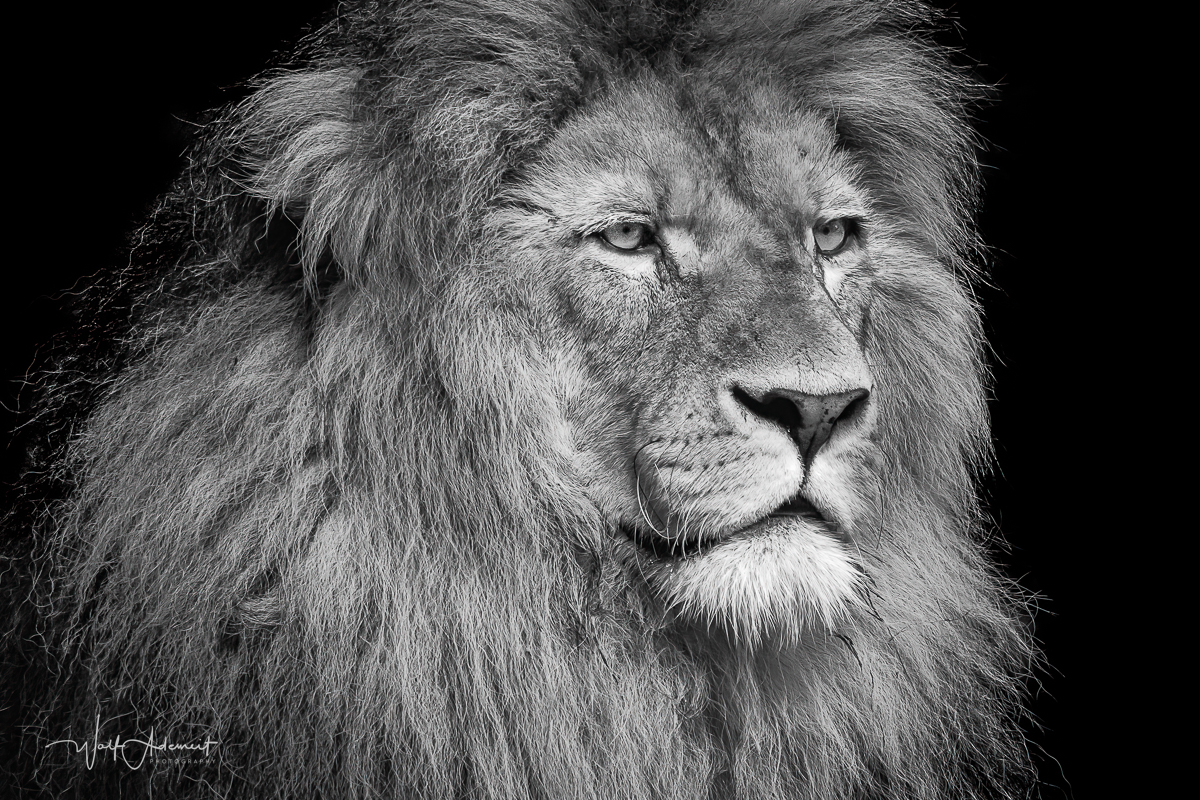 male lion portrait