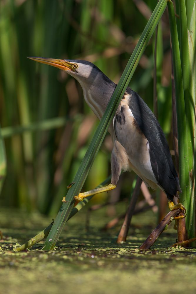 male little bittern