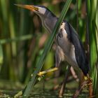 male little bittern