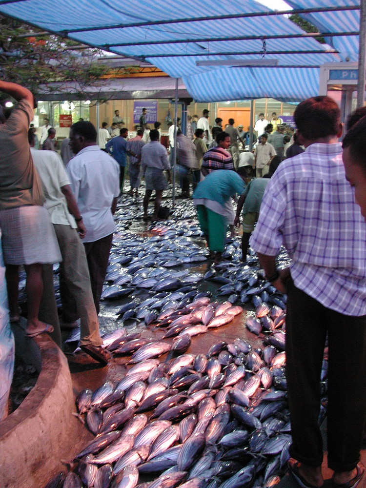 Male' mercato del pesce