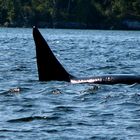 Male Orca