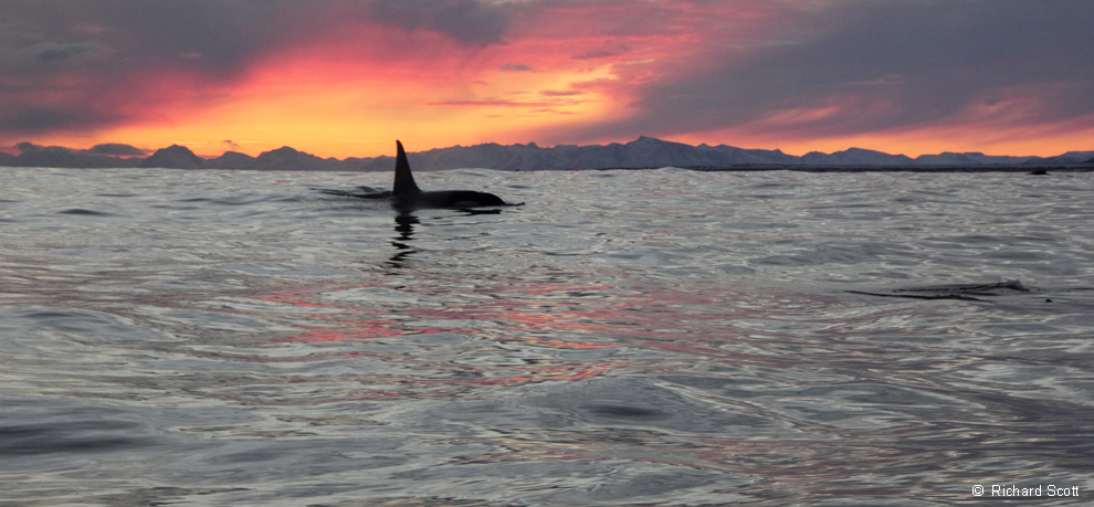 Male Orca. Norwegian Sea. 7 January 2012