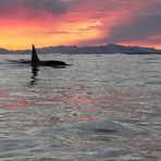 Male Orca. Norwegian Sea. 7 January 2012