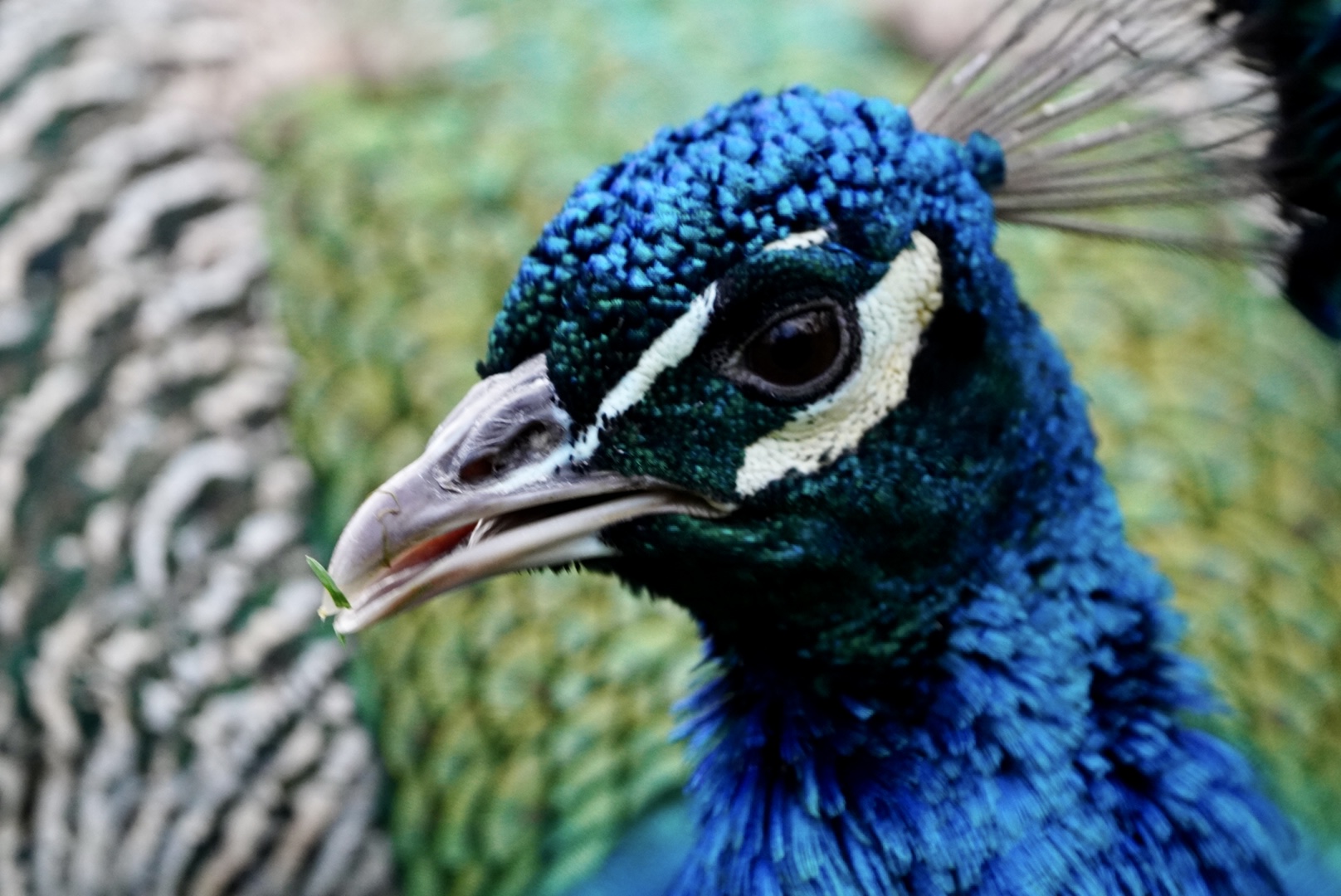 Male peacock 