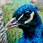 Male peacock 