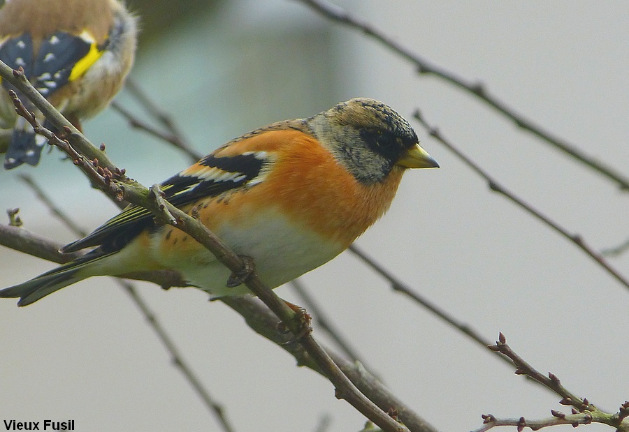 Male pinson du Nord