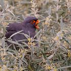 Male Red-footed falcon