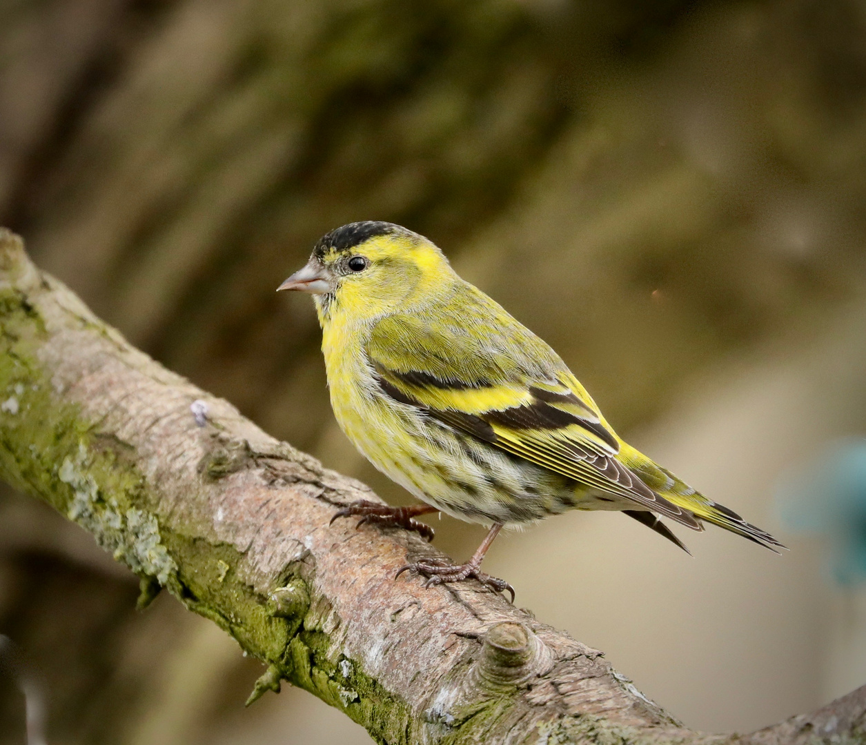 Male Siskin