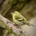 Male Siskin