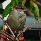 Male Sparrow