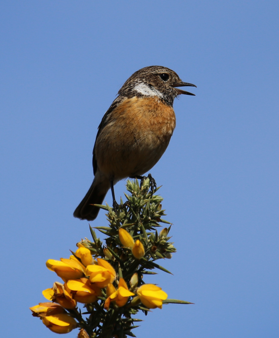 Male Stonechat