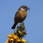 Male Stonechat