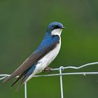 Male Swallow 2