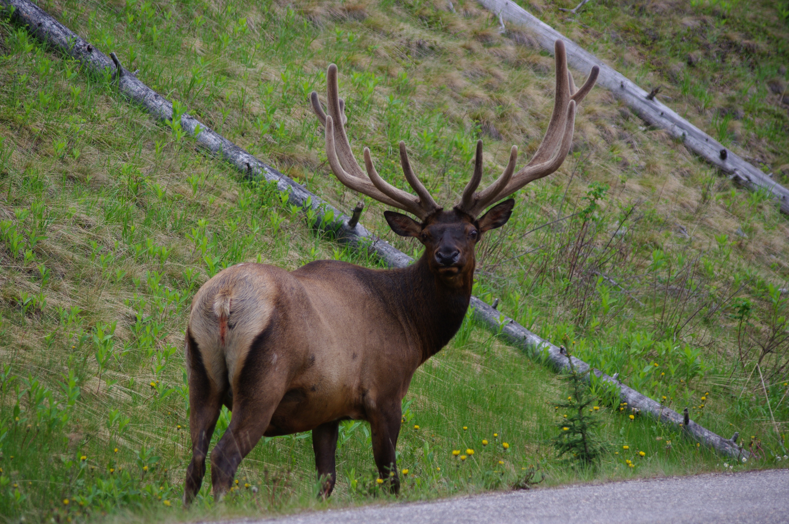 Male Wapiti