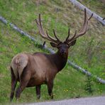 Male Wapiti