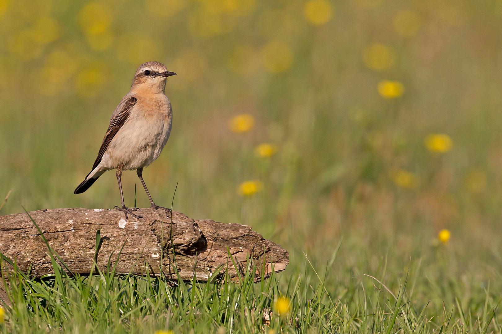 Male Wheatear