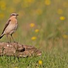 Male Wheatear