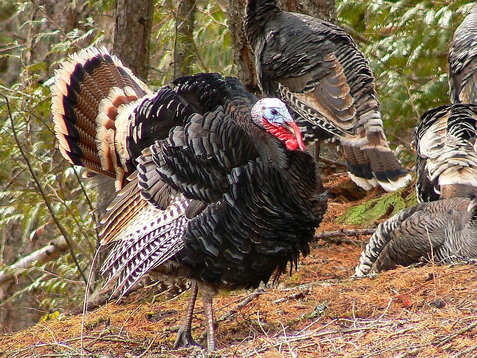 Male Wild Turkey