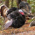 Male Wild Turkey