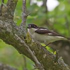 male woodchat shrike