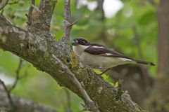 male woodchat shrike