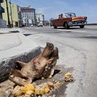 Malecón