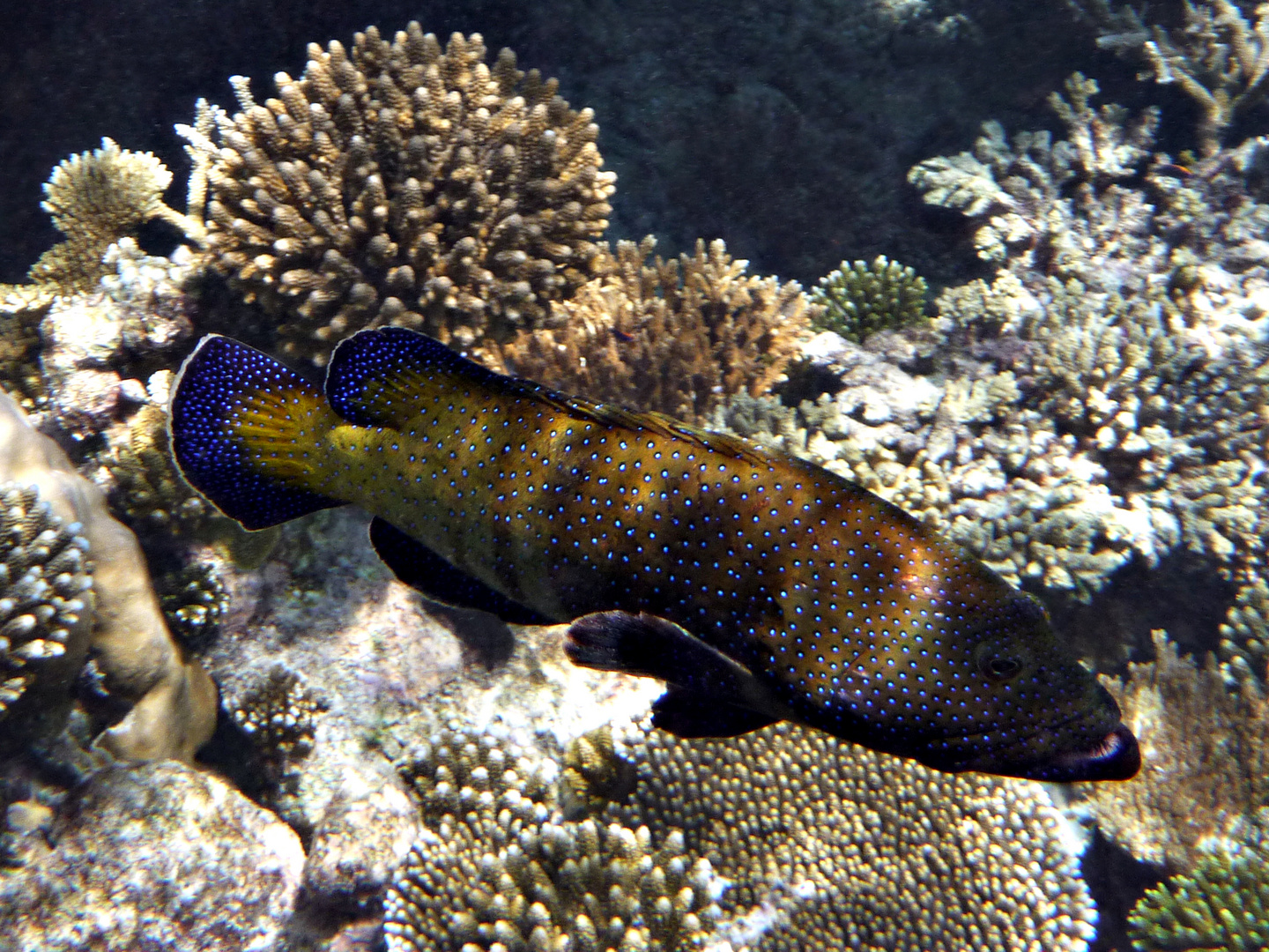 Maledive Fishes