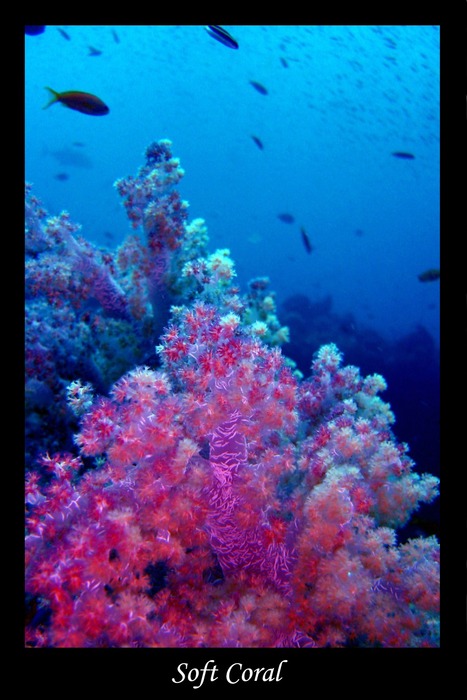 Malediven 2004 - Soft Coral - Weichkoralle - Dendronephthya Klunzingeri II