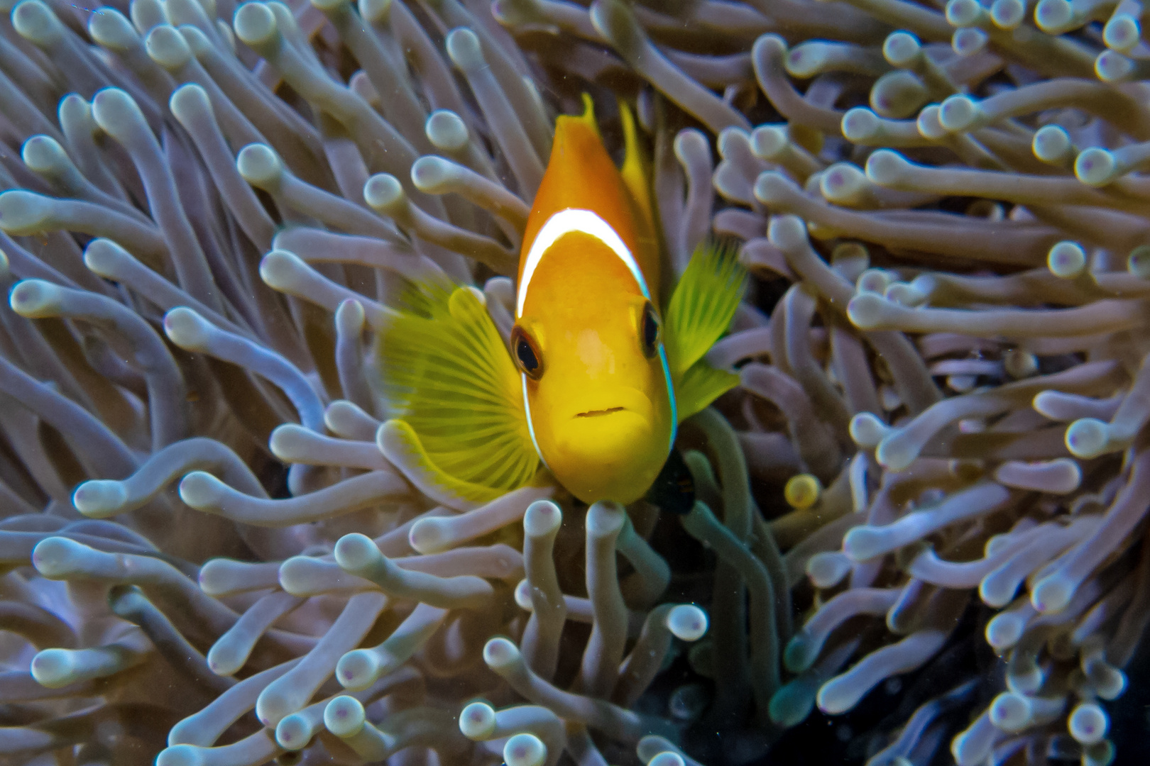 Malediven-Anemonenfisch 2