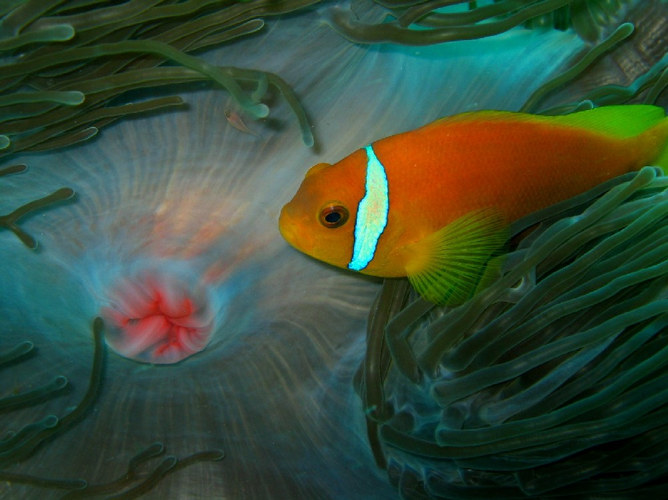 Malediven Anemonenfisch