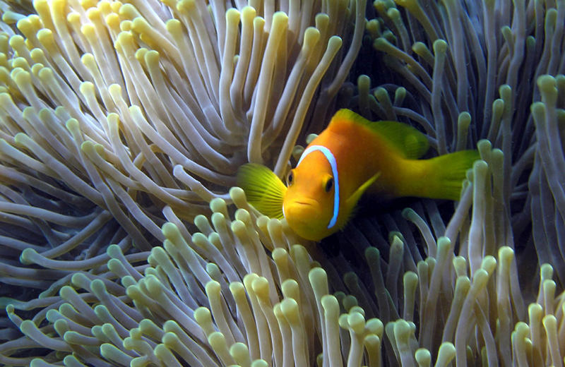 Malediven-Anemonenfisch (Amphiprion nigripes)