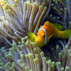 Malediven-Anemonenfisch (Amphiprion nigripes)