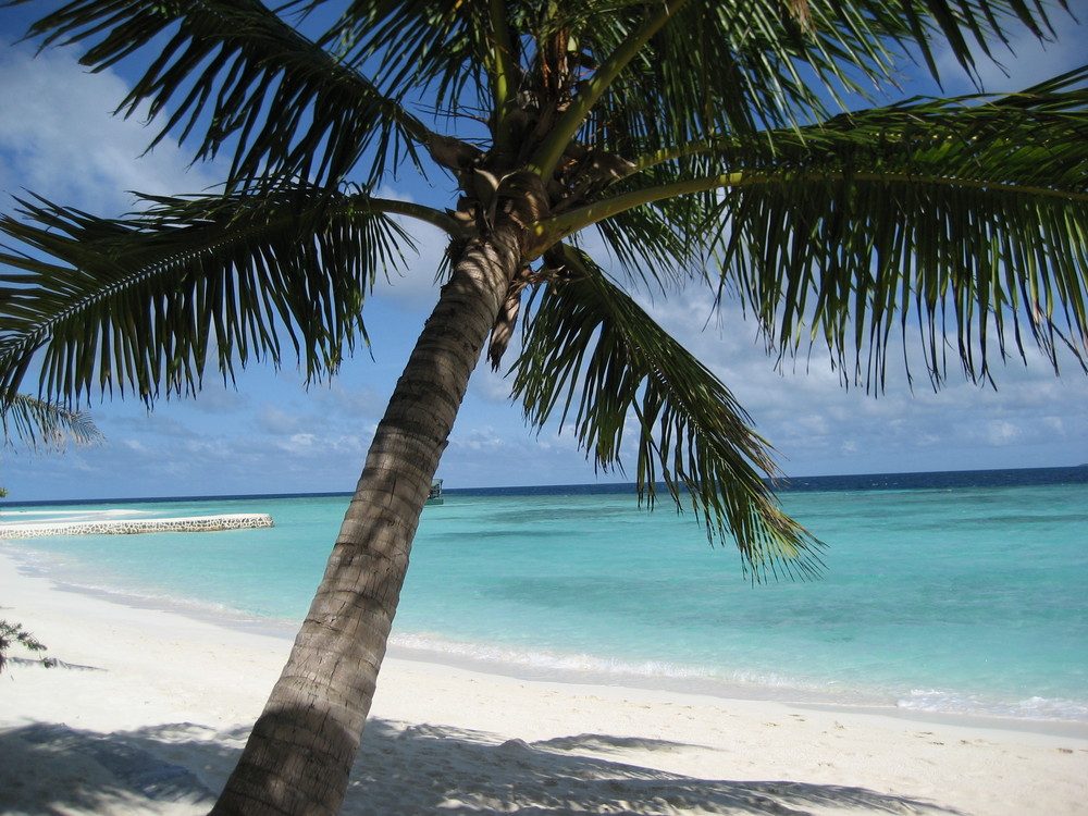 Malediven Dhiggiri Palme