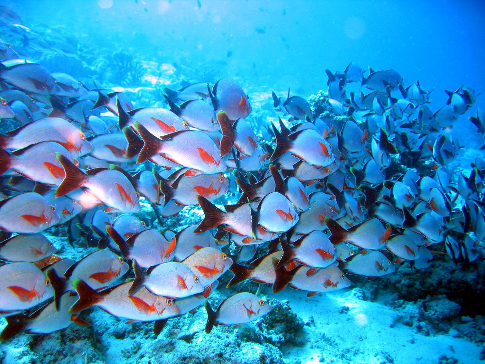 Malediven - Fischschwarm
