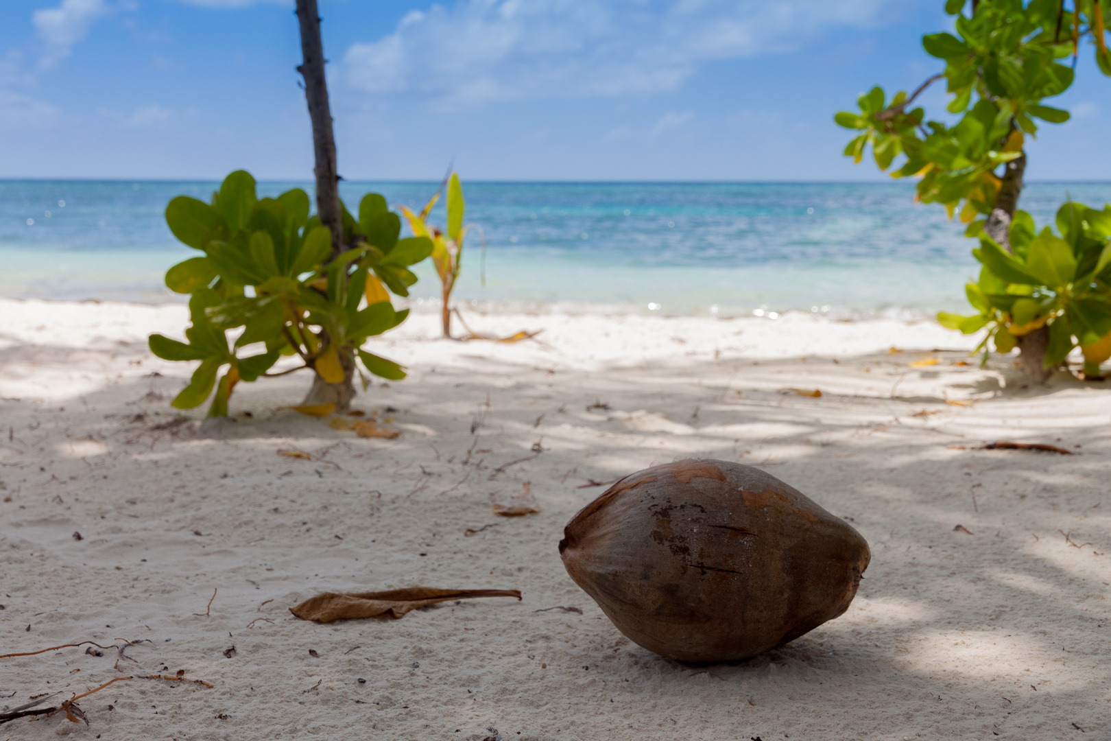 Malediven - Kokosnuss am Strand