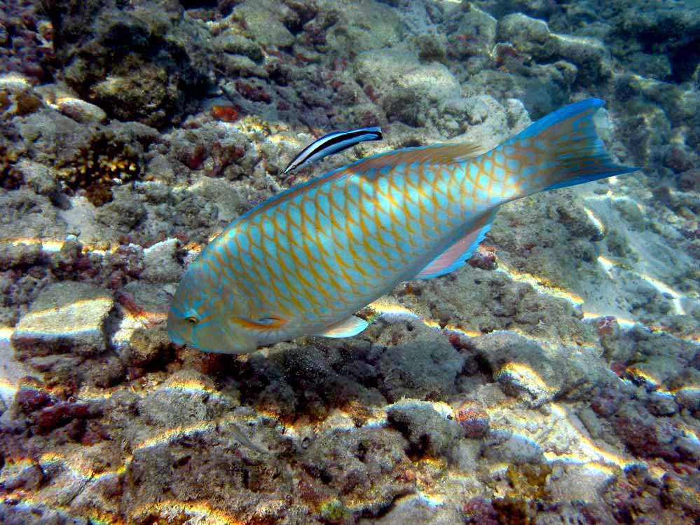 Malediven - Scarus Frenatus mit Labrichthyini