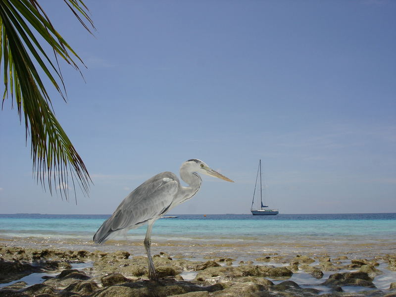 malediven urlaub