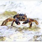 Maledivian Crayfish