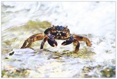 Maledivian Crayfish