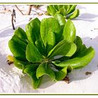 Maledivische Salatpflanze ...
